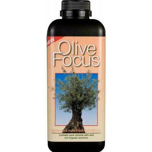GROWTH TECHNOLOGY - OLIVE FOCUS 1L