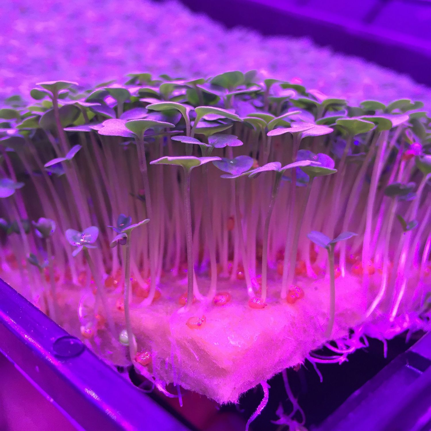 GRODAN CRESS PLATE SCATOLA DA 95 PEZZI 495x240x10MM PER COLTIVAZIONE GERMOGLI E MICROGREENS