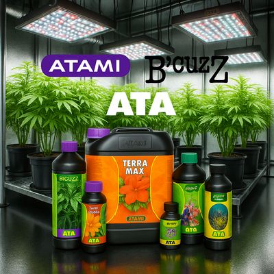 Atami - B'Cuzz - Ata