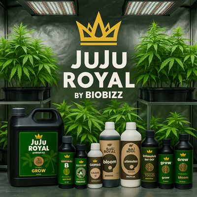 Juju Royal By Biobizz
