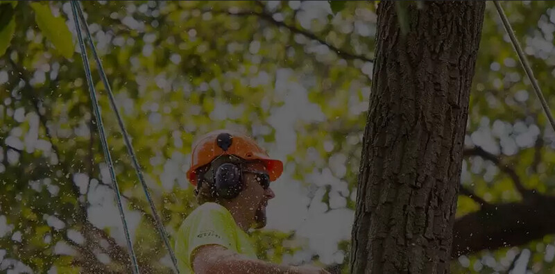 Tree Removal Melbourne - Pctrees