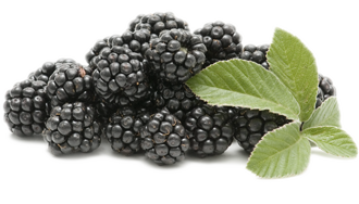 Fresh Fruit, Blackberries (6 Oz Tray)