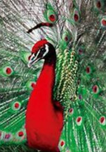 5D DIY Diamond Painting Kit Red Peacock 30 x 40cm Special Shaped Drill