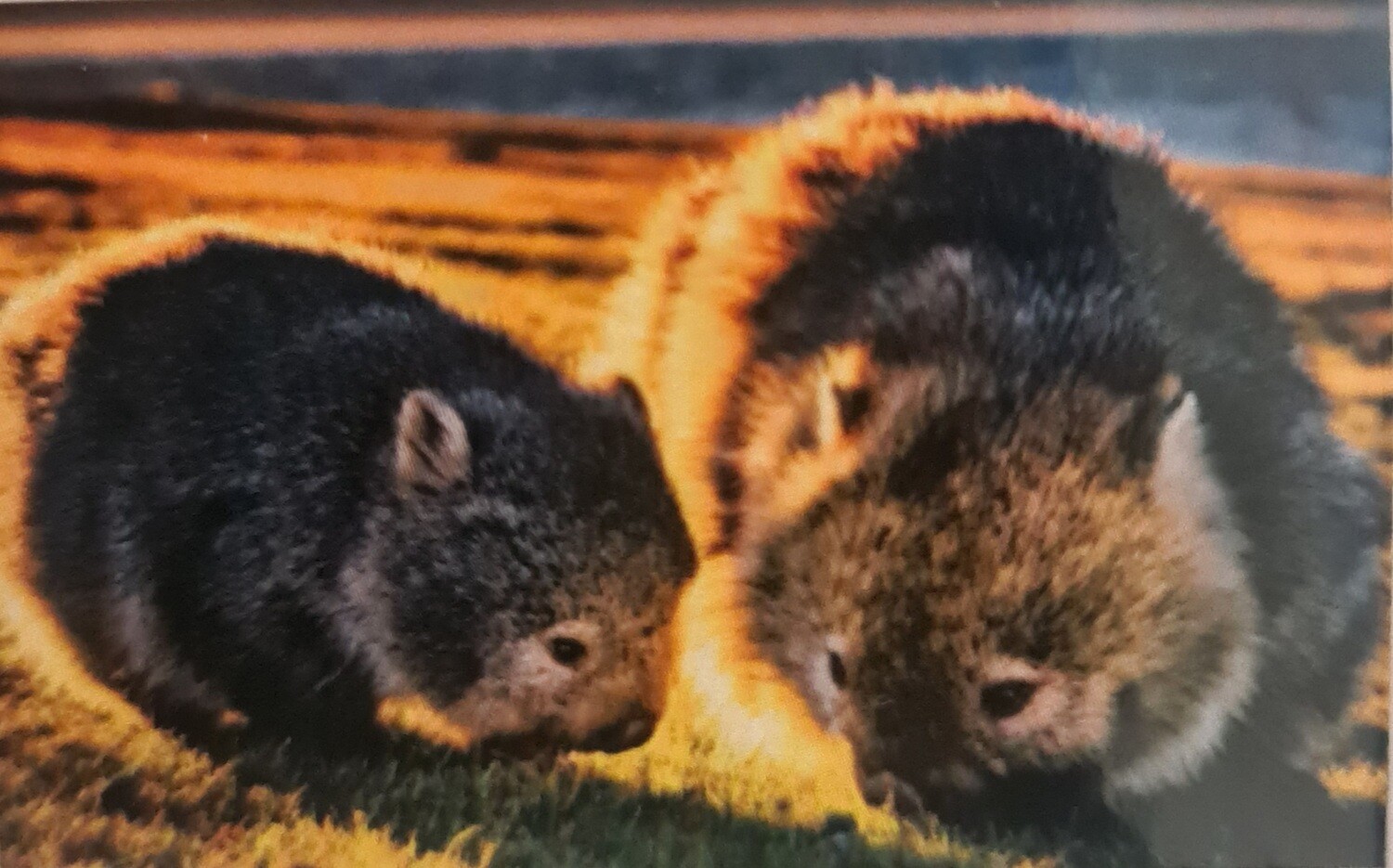 5D DIY Diamond Painting Kit Wombats 15 x 20cm Partial Round