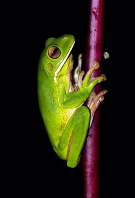 5D DIY Diamond Painting Kit Vertical Frog #2 ( 4 to 7 WEEKS arrival)
