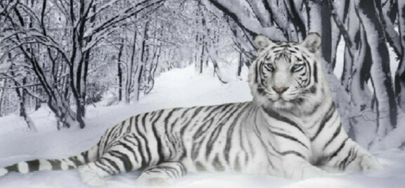 5D DIY Diamond Painting White Tiger 45 x 90cm FULL DRILL Round - poured glue
