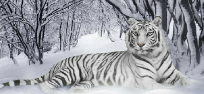 5D DIY Diamond Painting White Tiger 45 x 90cm FULL DRILL Round - poured glue
