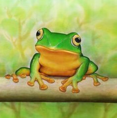 5D DIY Diamond Painting Solo Frog #2 FULL DRILL ( 4 to 7 WEEKS arrival)