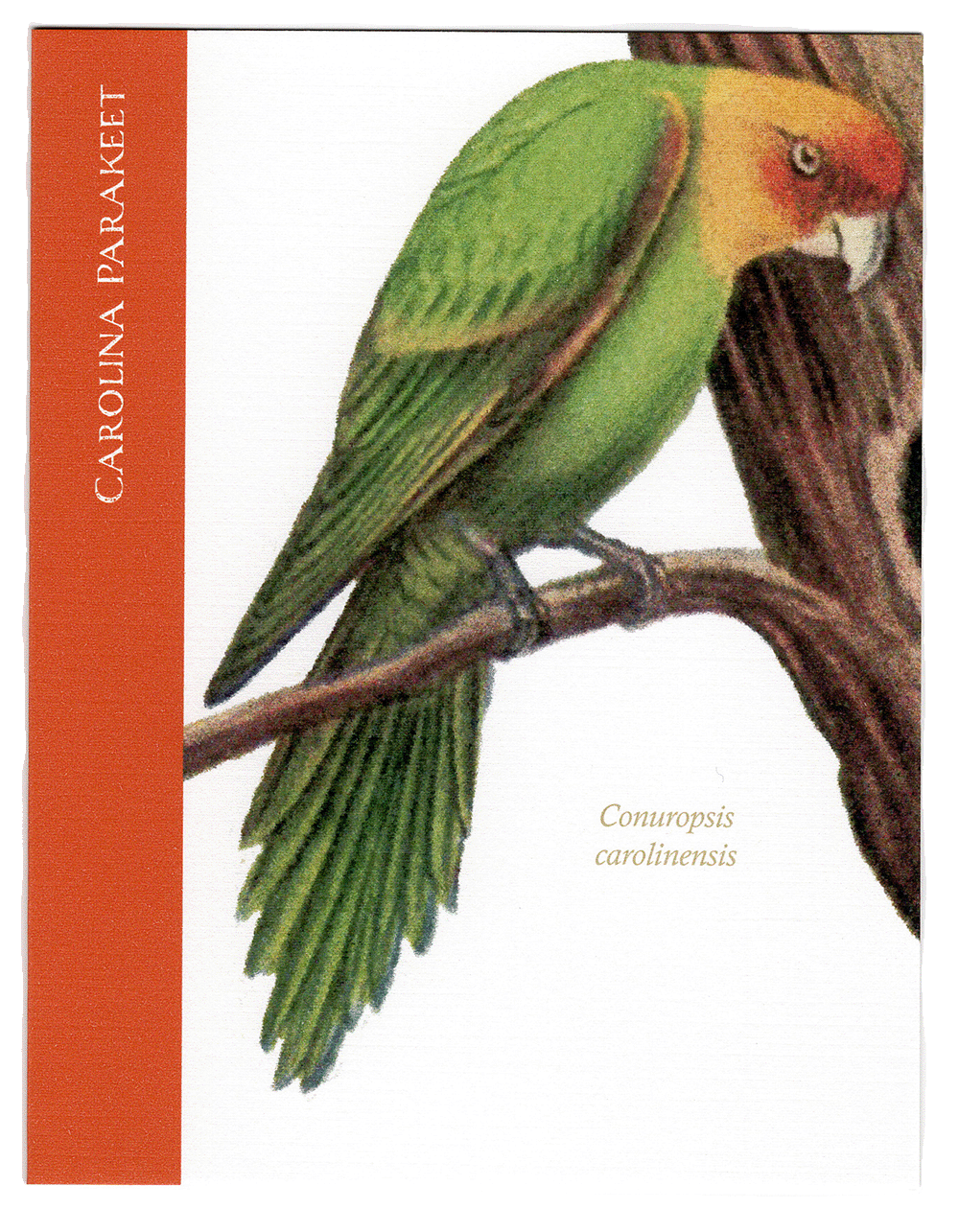 Carolina Parakeet greeting card