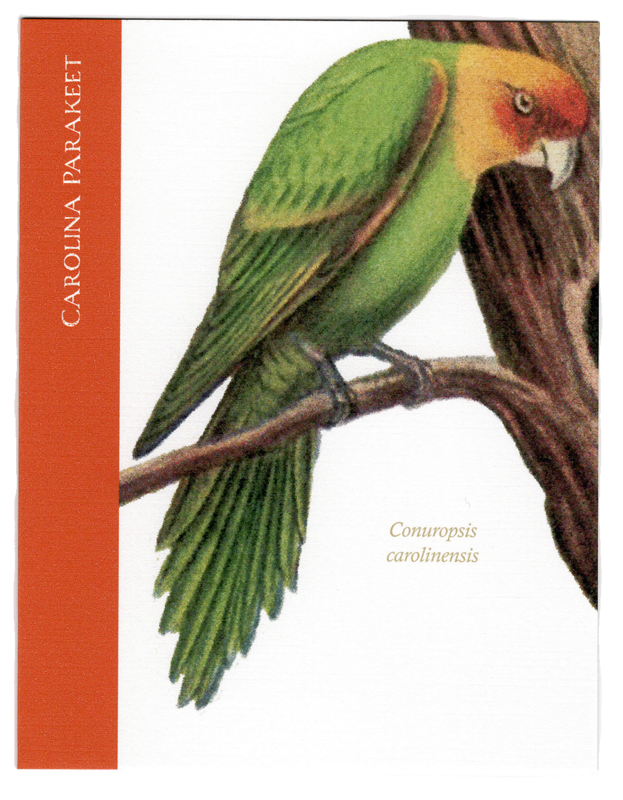Carolina Parakeet greeting card