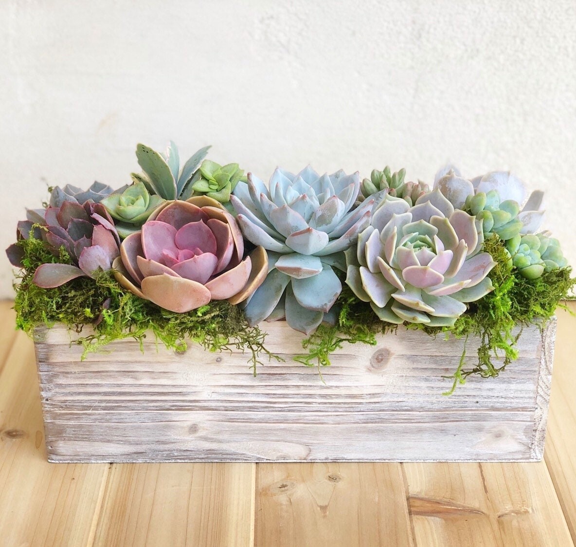 Succulent arrangement S001