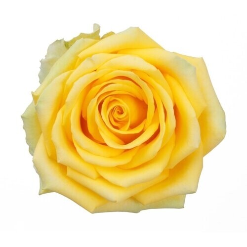 Rose-Brighton Yellow 