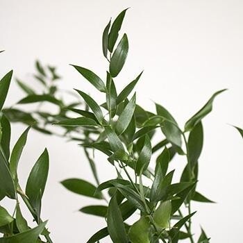 Italian Ruscus