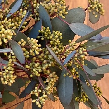 Eucalyptus_ seeded cupped 