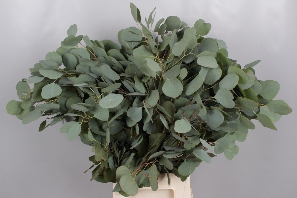 Eucalyptus Robusta