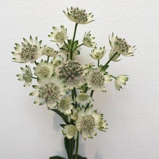 White Astrantia Flower
