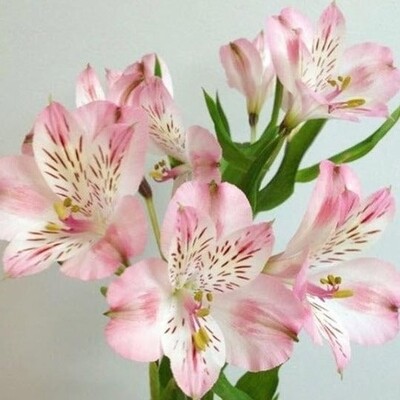 Light pink Alstroemeria Flower