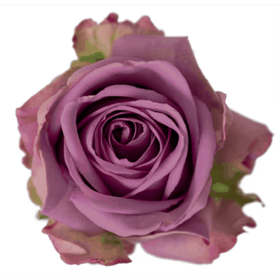Rose-Cool Water Lavender