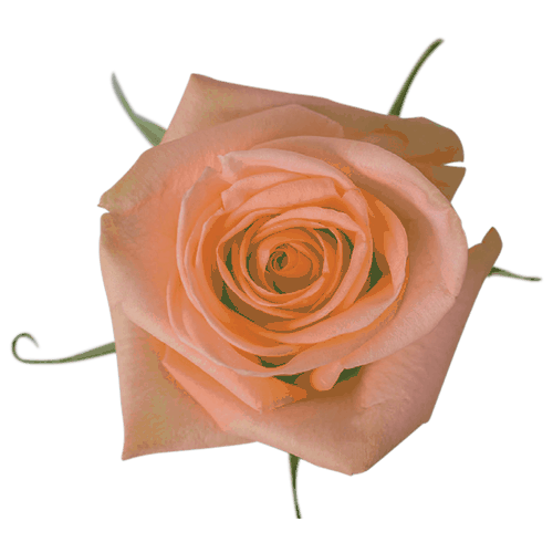 Rose-Tiffany Peach