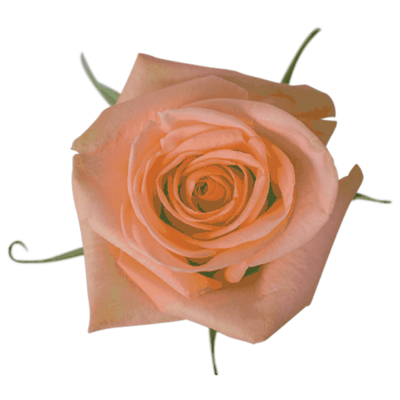 Rose-Tiffany Peach