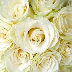 White Rose Mondial
