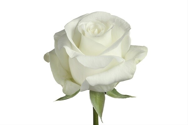 White Rose Akito
