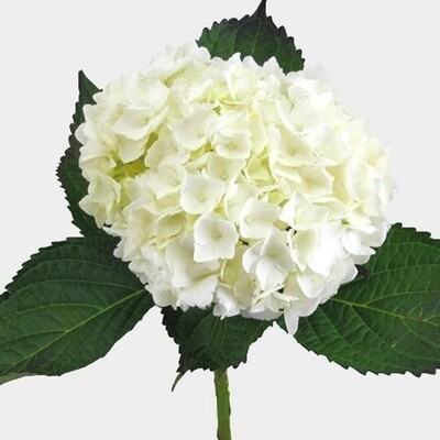 Large Premium White Hydrangea Flower ( 5 stems in a bunch)