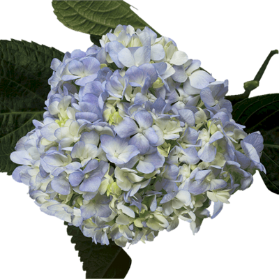 Hydrangea-Regular 6" Blue ( 5 stems in a bunch)