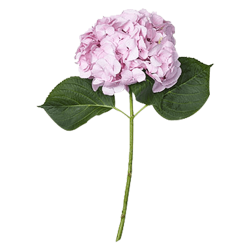 Hydrangea-Natural Light Pink ( 5 stems in a bunch)