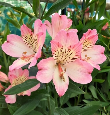 Pink Alstroemeria Flower
