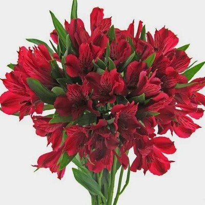 Red Alstroemeria Flowers