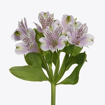 Lavender Alstroemeria Flower


