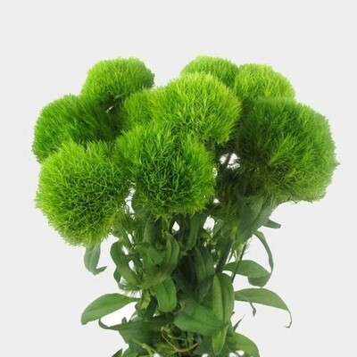 Dianthus Green Trick
