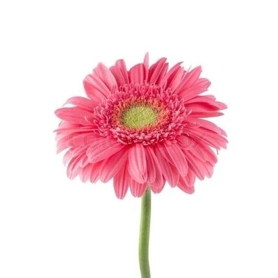 Gerbera - Large Pink