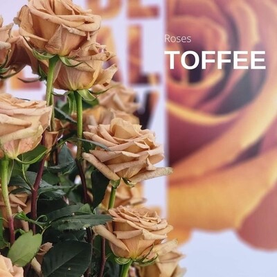 Toffee Rose 