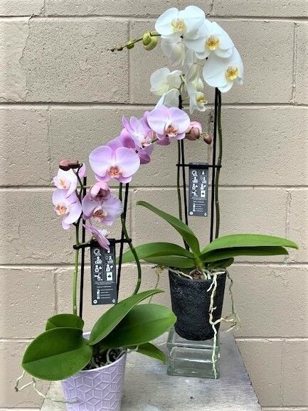 Real 5&quot; double spike Phalaenopsis orchid