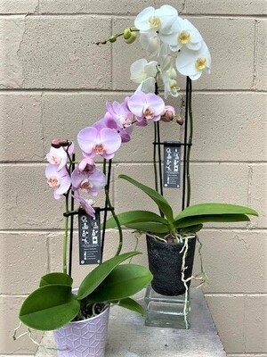 Real 5" double spike Phalaenopsis orchid