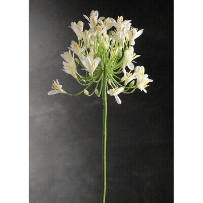 White Starlite Agapanthus Flowers