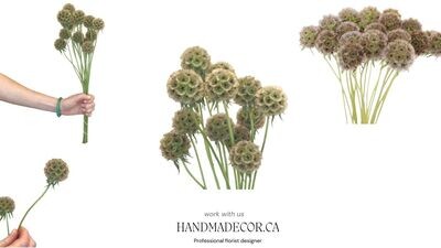 Scabiosa Pods