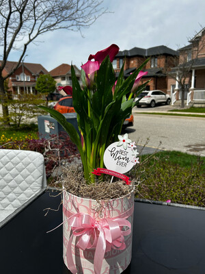Calla Lyly In A Luxury Flower box arrangement CLILFBMT001