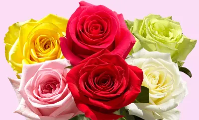 Premium Ecuadorian Roses
