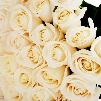 Creamy White Vendela Rose