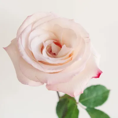 Blushing Beauty Poma Rosa Roses