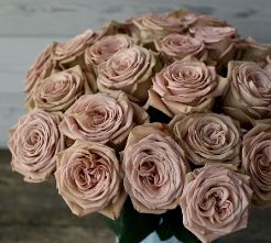 Magic Mocca Mauve Roses