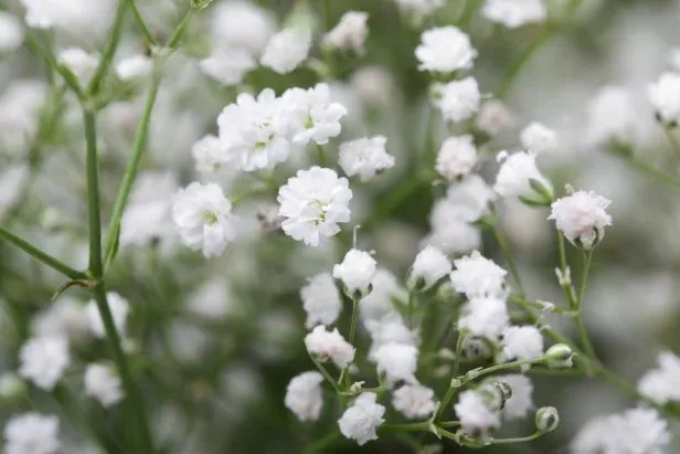 Baby’s Breath Flowers