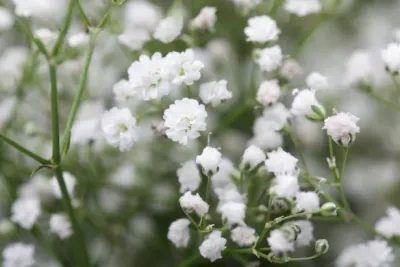 Baby’s Breath Flowers