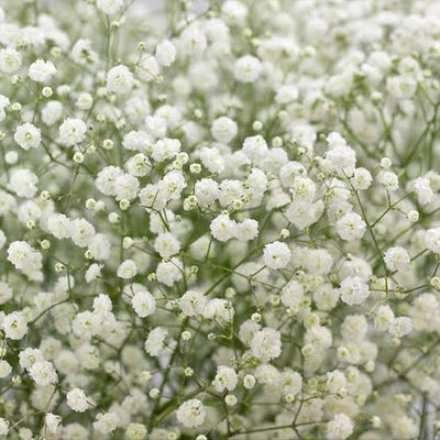 Baby Breath Flower