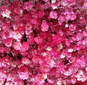 Light Pink Airbrushed Baby&#39;s Breath Flower