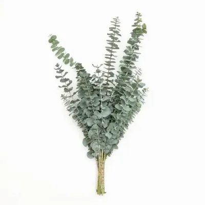Baby Eucalyptus Greenery