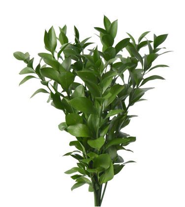 Israeli Ruscus